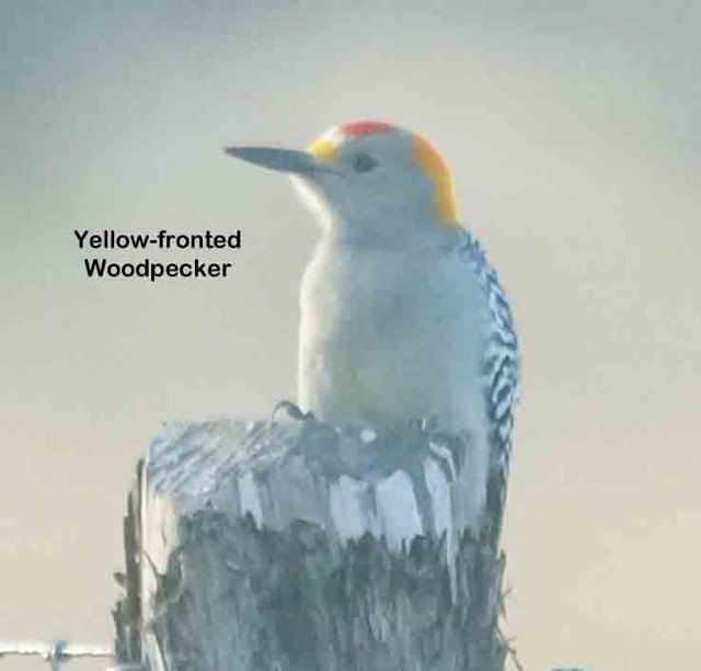 Golden-fronted Woodpecker-31.jpg
