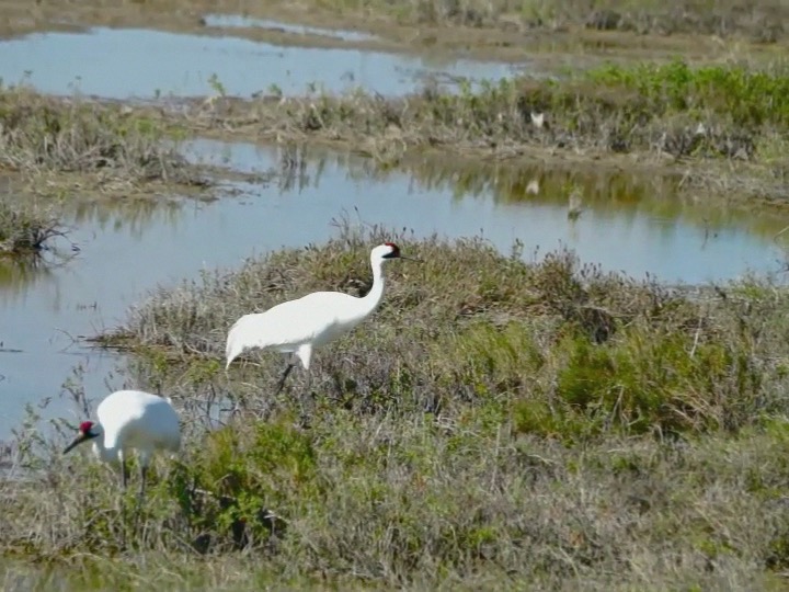 Whooping  Cranes.m4v