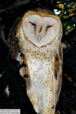 Barn Owl 1489