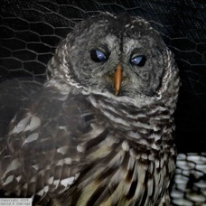Great Gray Owl 1510
