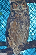 Great Horned Owl 1495