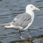 Glaucous-winged Gull 152