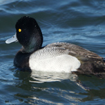 Greater Scaup 152