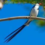 Pin-tailed Whydah 152