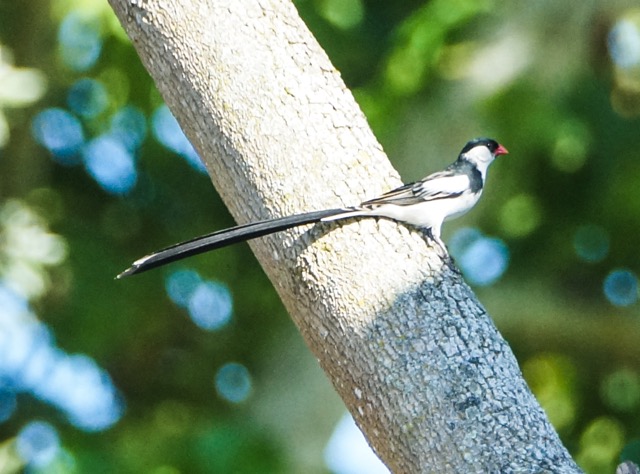 Pin-tailed Whydah-50.jpg