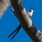 Pin-tailed Whydah-60.jpg