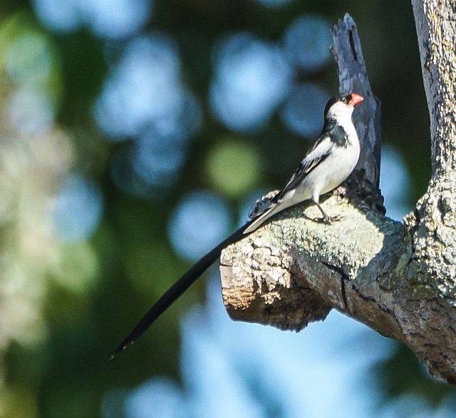Pin-tailed Whydah-83