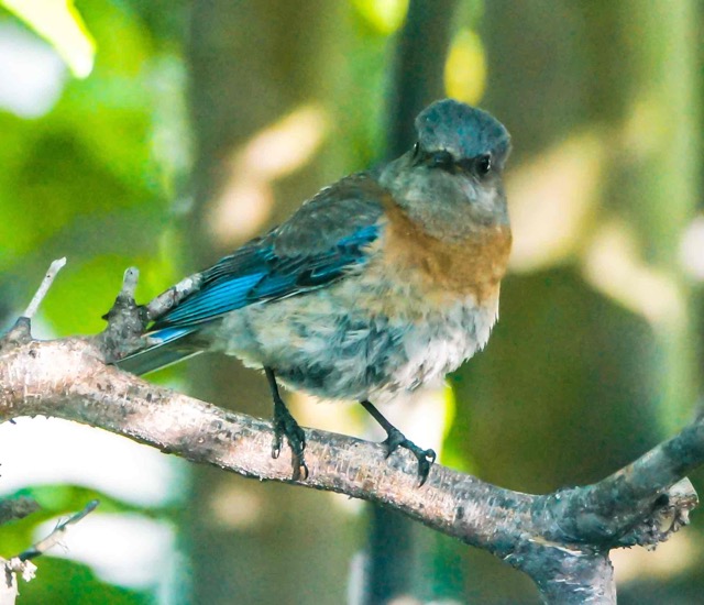 Western Bluebird female-102