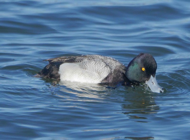 Greater Scaup-17