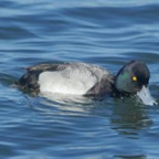 Greater Scaup-17