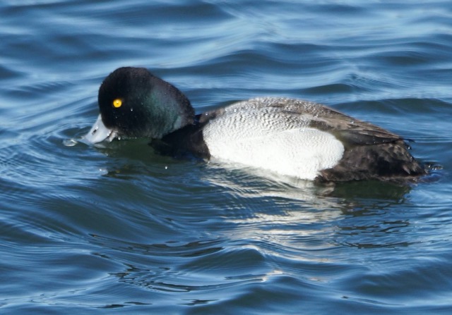 Greater Scaup-18