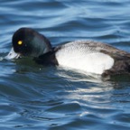Greater Scaup-18
