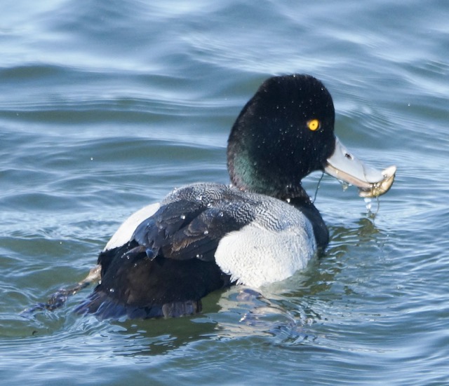 Greater Scaup-21