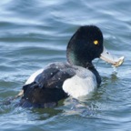 Greater Scaup-21