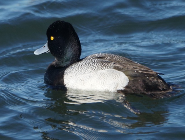 Greater Scaup-32