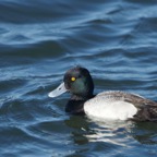 Greater Scaup-33