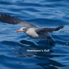Heermann's Gull