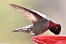 Anna's Hummingbird male 8177