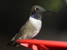 Black-chinned Hummingbird 6000