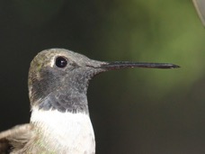 Black-chinned Hummingbird 5990