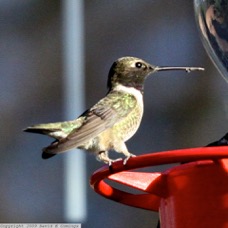 Black-chinned Hummingbird 0555