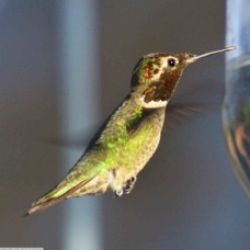 Black-chinned Hummingbird 0588
