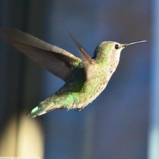 Black-chinned Hummingbird female 0645