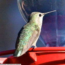 Black-chinned Hummingbird female 0651