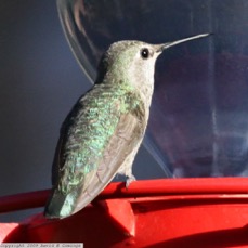 Black-chinned Hummingbird female 0652