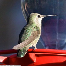 Black-chinned Hummingbird female 0653
