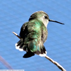 Costas Hummingbird female 7002