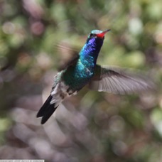 Broad-bill Hummingbird 8315