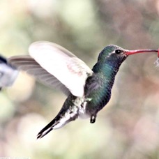 Broad-bill Hummingbird 9214