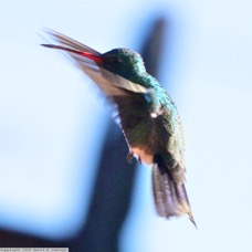 Broad-billed Hummingbird  9977