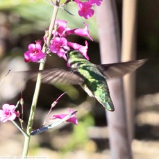 Broad-billed Hummingbird 0444