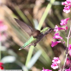 Broad-billed Hummingbird 0491