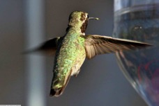 Broad-billed Hummingbird 0584 (3)