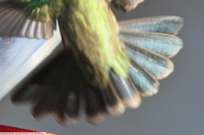 Broad-billed Hummingbird 0613