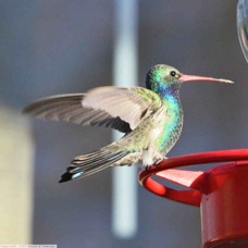 Broad-billed Hummingbird 0623