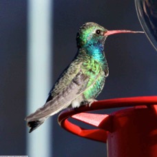 Broad-billed Hummingbird 0711