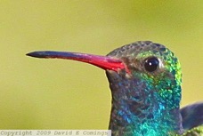 Broad-billed Hummingbird 0719 - 2