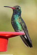 Broad-billed Hummingbird 0721