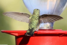 Broad-billed Hummingbird 0735