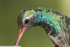 Broad-billed Hummingbird 0748