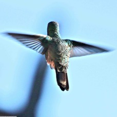 Broad-billed Hummingbird 9966