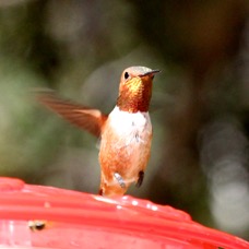 Rufus Hummingbird 6648