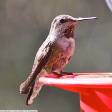 Rufus Hummingbird female 0271