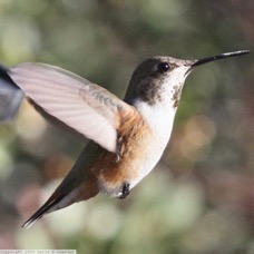 Rufus Hummingbird female 9196