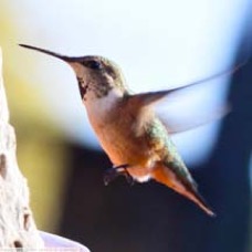 Rufus Hummingbird female 9789 3.0