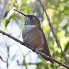 Rufus Hummingbird 6259